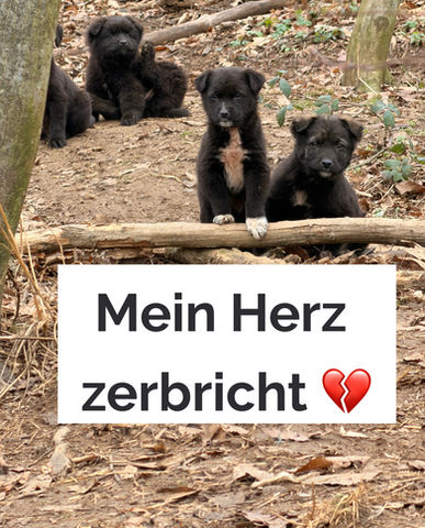 Ein verwahrloster Streuner sitzt jaulend im Gestrüpp