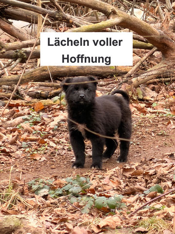 Geretteter Welpe mit Hoffnung