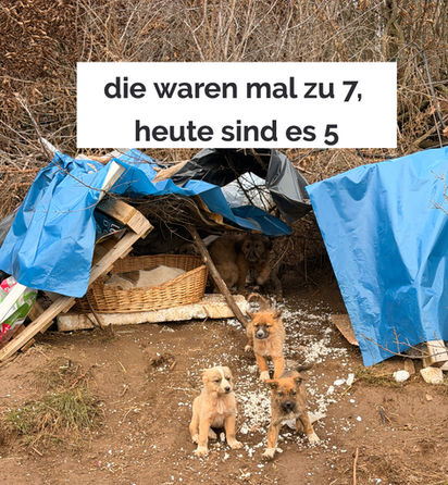 Gerettete Welpen in einer Notunterkunft