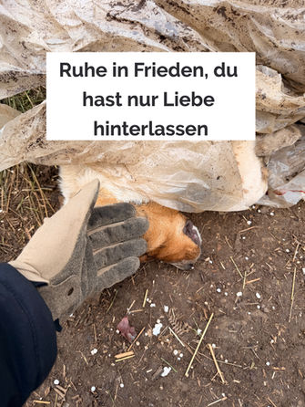 In Erinnerung an die Hunde, die nicht überlebt haben