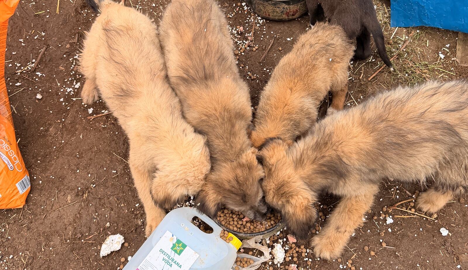 Hunde in Bosnien fressen aus einer Futterschale