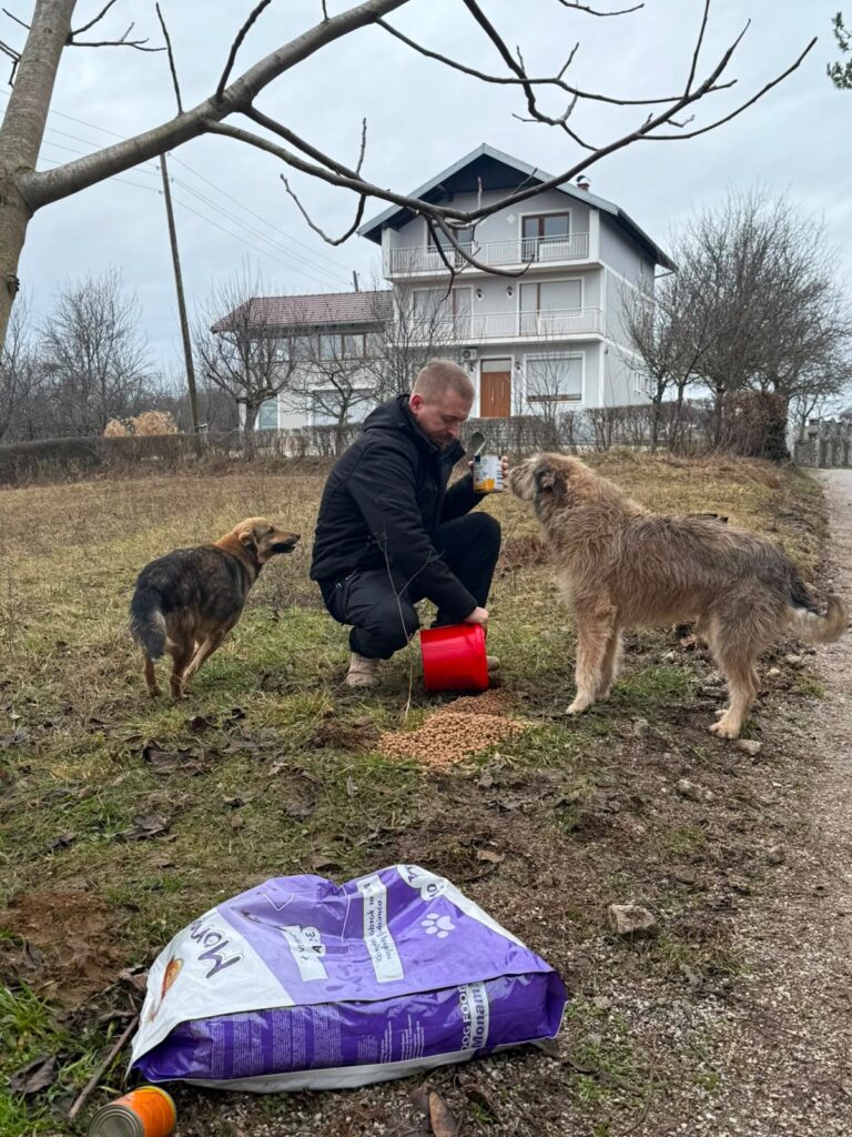 Ein verwahrloster Streuner sitzt jaulend im Gestrüpp