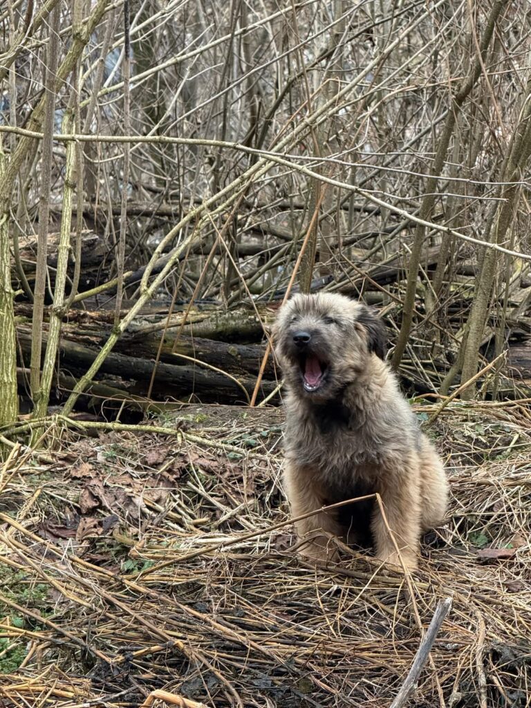Ein verwahrloster Streuner sitzt jaulend im Gestrüpp