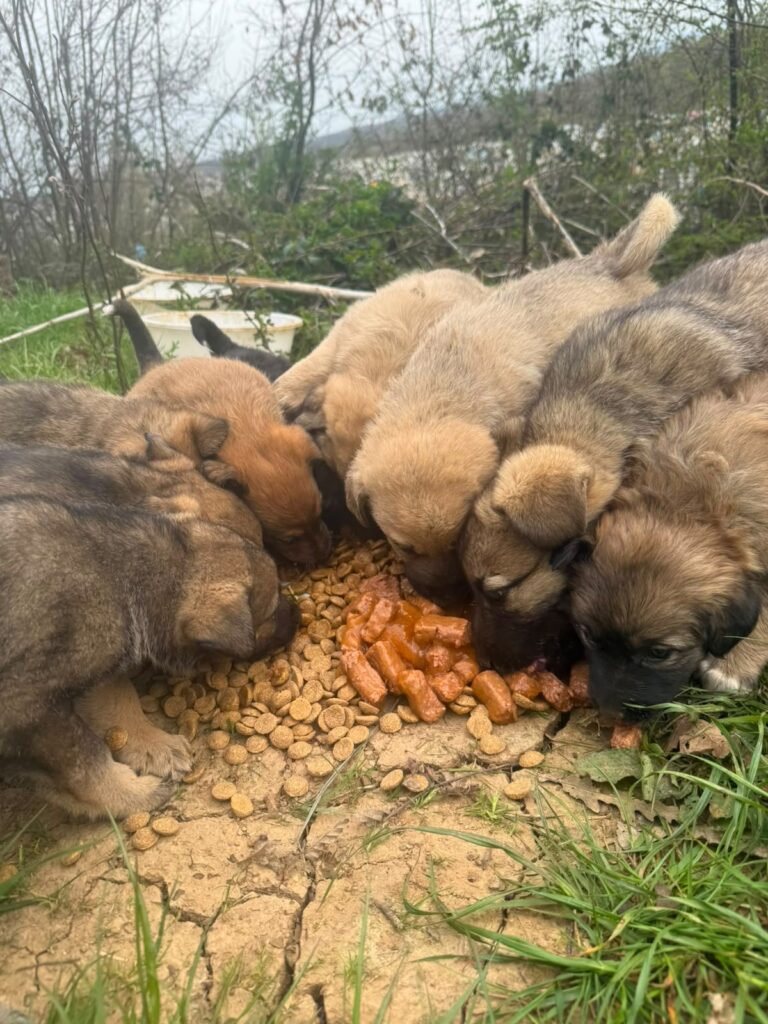 Ein einzelner Hund sitzt inmitten einer riesigen Mülldeponie
