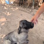 Tina – Hund aus Bosnien bei Shield of Dogs