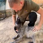 Tina – Hund aus Bosnien bei Shield of Dogs