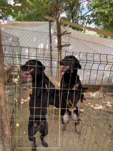 Blacky – Hund aus Bosnien bei Shield of Dogs