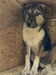 Nox – Hund aus Bosnien bei Shield of Dogs