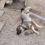 Sam – Hund aus Bosnien bei Shield of Dogs