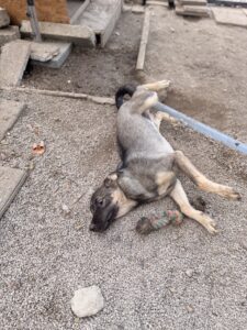Sam – Hund aus Bosnien bei Shield of Dogs