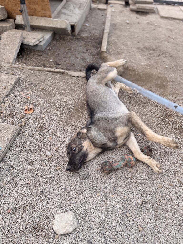 Sam – Hund aus Bosnien bei Shield of Dogs
