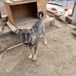 Sam – Hund aus Bosnien bei Shield of Dogs