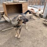Sam – Hund aus Bosnien bei Shield of Dogs