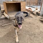 Sam – Hund aus Bosnien bei Shield of Dogs