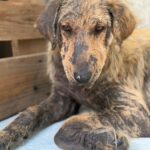 Kira – Hund aus Bosnien bei Shield of Dogs