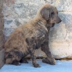 Kira – Hund aus Bosnien bei Shield of Dogs