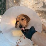 Kira – Hund aus Bosnien bei Shield of Dogs