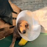 Kira – Hund aus Bosnien bei Shield of Dogs