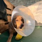 Kira – Hund aus Bosnien bei Shield of Dogs