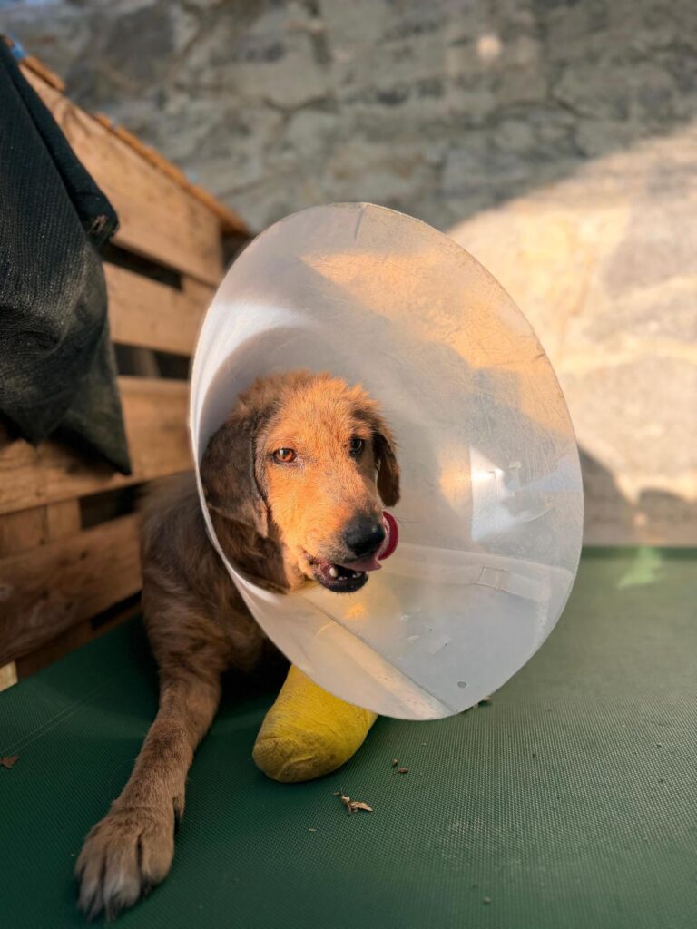 Ein Helfer füttert zwei Straßenhunde aus einem roten Eimer