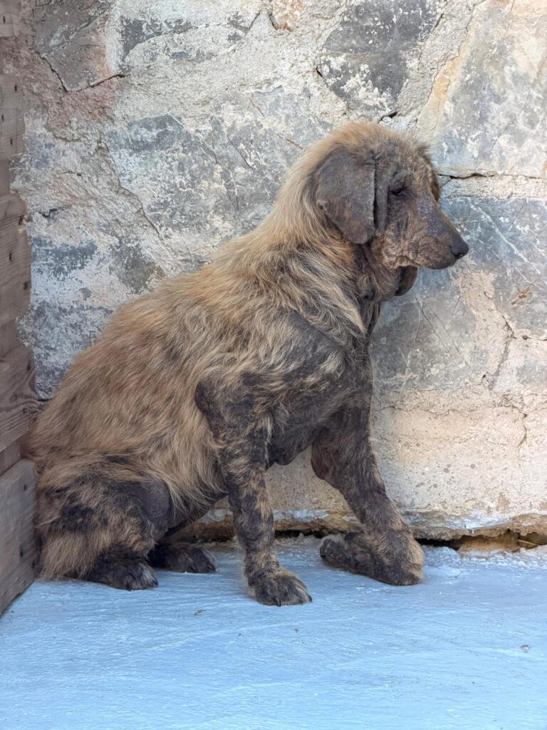 Ein Straßenhund frisst vorsichtig aus der Hand