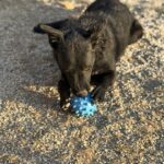 Freya – Hund aus Bosnien bei Shield of Dogs