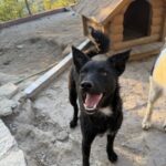 Freya – Hund aus Bosnien bei Shield of Dogs