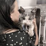 Sivko – Hund aus Bosnien bei Shield of Dogs