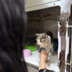Sivko – Hund aus Bosnien bei Shield of Dogs