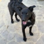 Freya – Hund aus Bosnien bei Shield of Dogs
