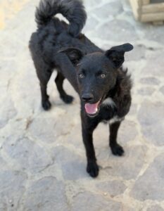 Freya – Hund aus Bosnien bei Shield of Dogs