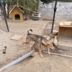 Peanut – Hund aus Bosnien bei Shield of Dogs