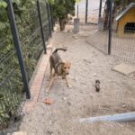 Peanut – Hund aus Bosnien bei Shield of Dogs