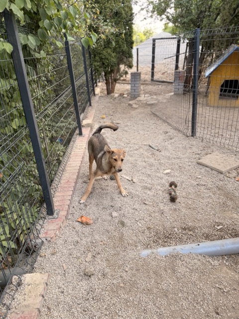 Peanut – Hund aus Bosnien bei Shield of Dogs
