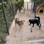 Peanut – Hund aus Bosnien bei Shield of Dogs