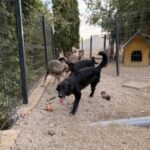 Kaya – Hund aus Bosnien bei Shield of Dogs