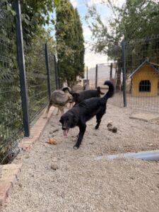 Kaya – Hund aus Bosnien bei Shield of Dogs