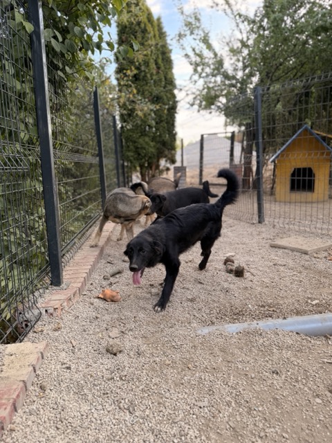 Kaya – Hund aus Bosnien bei Shield of Dogs