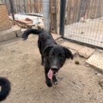 Kaya – Hund aus Bosnien bei Shield of Dogs