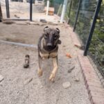 Sam – Hund aus Bosnien bei Shield of Dogs
