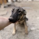 Sam – Hund aus Bosnien bei Shield of Dogs