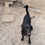 Bonnie – Hund aus Bosnien bei Shield of Dogs
