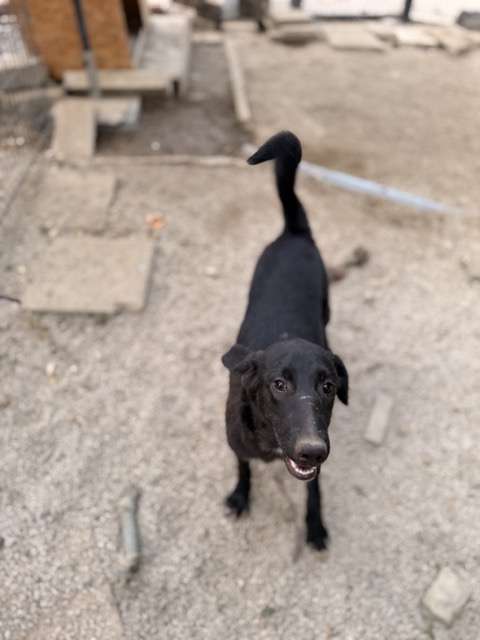 Bonnie – Hund aus Bosnien bei Shield of Dogs