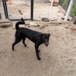 Bonnie – Hund aus Bosnien bei Shield of Dogs