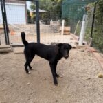 Bonnie – Hund aus Bosnien bei Shield of Dogs