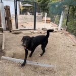 Bonnie – Hund aus Bosnien bei Shield of Dogs