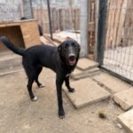 Bonnie – Hund aus Bosnien bei Shield of Dogs