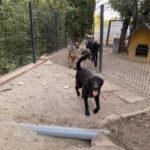 Bonnie – Hund aus Bosnien bei Shield of Dogs