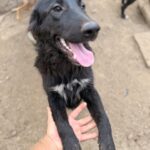 Kaya – Hund aus Bosnien bei Shield of Dogs