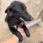 Kaya – Hund aus Bosnien bei Shield of Dogs